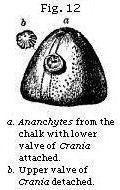 Figure 12 - Anachytes with crania