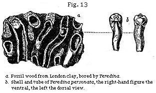 Figure 13 - Teradina in fossil wood