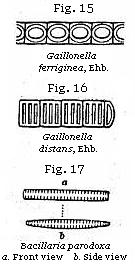 Figures 15,16 & 17 - Gaillonella, Bacillaria