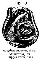 Figure 23 - Gryfaea incurva