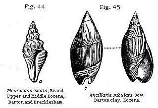 Figures 44, 45 - Pteurotoma, ancillaria