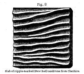 Figure 8 - A slab of ripple-marked (New Red) sandstone from Cheshire.